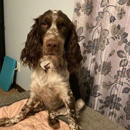 English Springer Spaniels from LeichtHouse Kennel