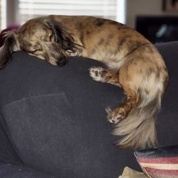 Harley - Dachshund
