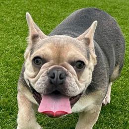 Aurora - French Bulldog