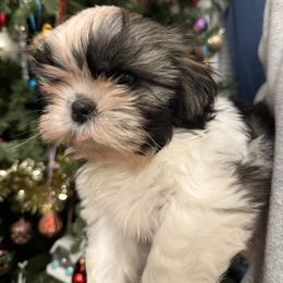 Sweet Glory - Tricolor female Shih Tzu puppy in Ellicott City, Maryland from Dr. Dmitriy Kurenbin PURE SHIH TZU Puppies