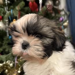 Sweet Glory - Tricolor female Shih Tzu puppy in Ellicott City, Maryland from Dr. Dmitriy Kurenbin PURE SHIH TZU Puppies