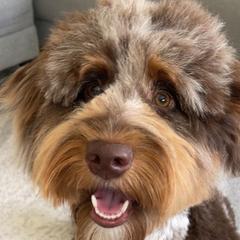 Aussiedoodles and Australian Mountain Doodles from Little Puppy Co.