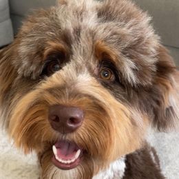 Aussiedoodles and Australian Mountain Doodles from Little Puppy Co.