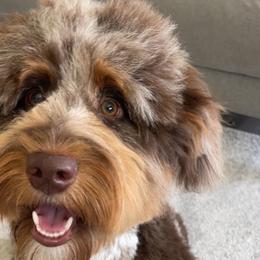 Aussiedoodles and Australian Mountain Doodles from Little Puppy Co.
