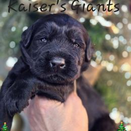 Boy 1 - Black male Giant Schnauzer puppy in Billings (Bil), Montana from Kaiser's Giants