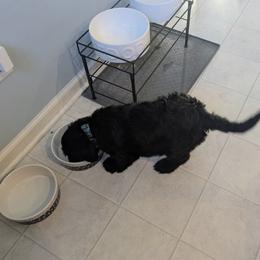 Dean - Black female Giant Schnauzer puppy in Noblesville, Indiana from Stratton House Kennels