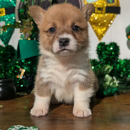 Tundra - Red female Pembroke Welsh Corgi puppy in Columbus, Ohio from Rose Water Corgis in Ohio