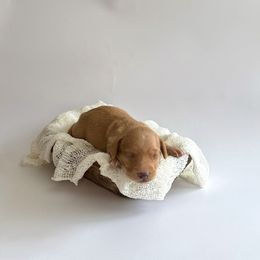 Toast - Cream male Dachshund puppy in Waco, Georgia from Huff Family Doxies & Doodles