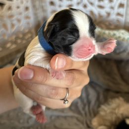 Alfie - Black and white male Cavatzu puppy in Turlock, California from Charming Woofs