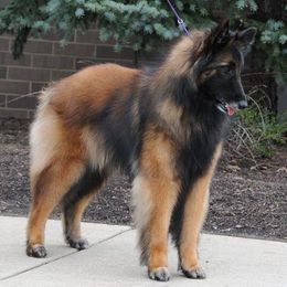Belgian Sheepdog and Belgian Tervuren Puppies from Darboshea Tervuren