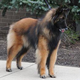 Belgian Sheepdog and Belgian Tervuren Puppies from Darboshea Tervuren