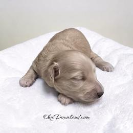 Shane - Cream male Dachshund puppy in Oklahoma City, Oklahoma from OkieDoxieland Dachshunds