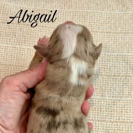 Abigail - Red merle female Miniature Australian Shepherd puppy in Sandy Hook, Kentucky from RidgeTop Aussies