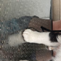 Rip - Miniature Australian Shepherd puppy in Victoria, Texas from 4M Australian Shepherds