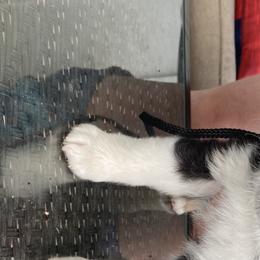 Rip - Miniature Australian Shepherd puppy in Victoria, Texas from 4M Australian Shepherds