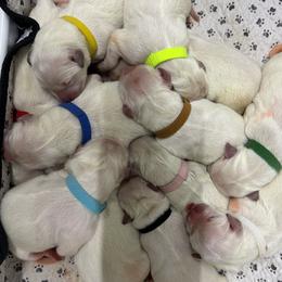 Boy 5 - male Golden Retriever puppy in Waterloo, Indiana from All 4 Paws of Pheasant Run