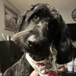Kobi - Goldendoodle