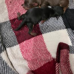 Ckc Chocolate Boy - Chocolate, tan and white male Yorkshire Terrier puppy in Lakeland, Florida from You Me & The Yorkies