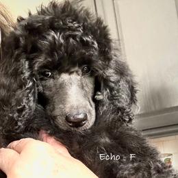 Echo - Blue female Poodle puppy in Greenwich, New York from MizzElle’s Standard Poodles
