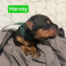 Harvey (green) - Black and tan male Airedale Terrier puppy in Akron, Ohio from Green Family Companion Kennel, LLC