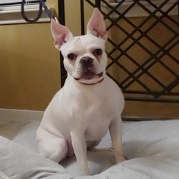 Pearlie Girlie - French Bulldog