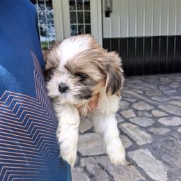 Caramel - Black gold and white female Shih Tzu puppy in Lebanon, Pennsylvania from Stoney Acre Farms