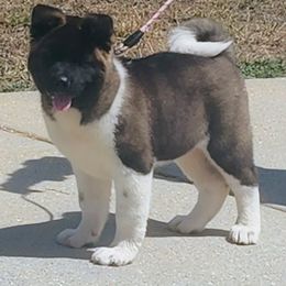Akita Puppies from Magnolia Akitas