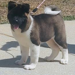 Akita Puppies from Magnolia Akitas