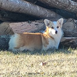 Tater Tot - Pembroke Welsh Corgi