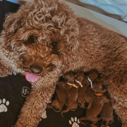 Goldendoodles from Kendall’s Kennel