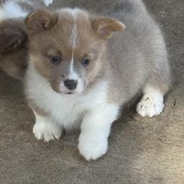 Boy 2 - Red male Pembroke Welsh Corgi puppy in Clifton, Texas from K&N Corgis