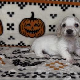 Pumpkin - Cream female Dachshund puppy in Poteau, Oklahoma from Sisters Dazzling Dachshunds