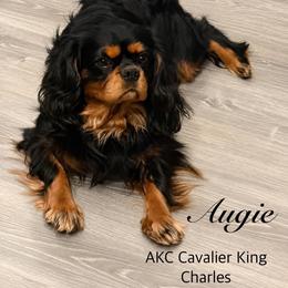 Augie - Cavalier King Charles Spaniel