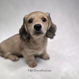 Vinny - Cream male Dachshund puppy in Oklahoma City, Oklahoma from OkieDoxieland Dachshunds