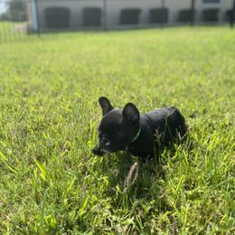 French Bulldog Puppies from Diamond Shores French Bulldogs