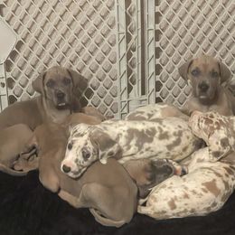 Great Dane puppies from Reagan’s Danes