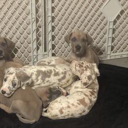 Great Dane puppies from Reagan’s Danes