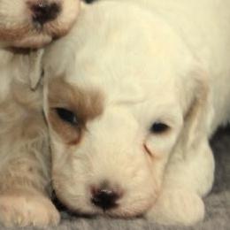 Male 6 - male Cavapoochon puppy in Fredericksburg, Ohio from Timshell Farm Specialty Crossbreed Puppies