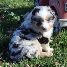 Ryker - Blue merle male Australian Shepherd puppy in Kansas, Oklahoma from Windy G Farm