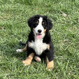 Sadie - Bernese Mountain Dog puppy in Soldiers Grove, Wisconsin from Lonesome Pine Farm