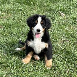 Sadie - Bernese Mountain Dog puppy in Soldiers Grove, Wisconsin from Lonesome Pine Farm