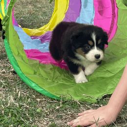 Australian Shepherd Puppies from South Ridge Aussies