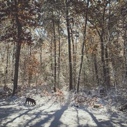 Labrador Retriever Puppies from Obedience 2 Death