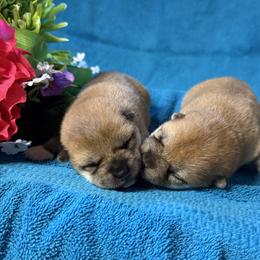 Shiba Inu puppies from Rita and Daniel Montgomery - Cedarwood Siberians and Shibas