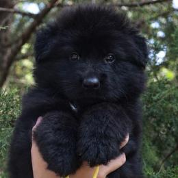 Azula - Black female German Shepherd puppy in Canton, Texas from WILDWOOD GERMAN SHEPHERDS