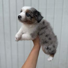 Simon - Blue merle male Miniature Australian Shepherd puppy in Clarkesville, Georgia from North Georgia Gems