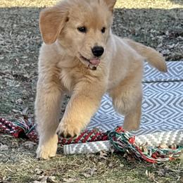 Golden Retriever Puppies from Skyland Golden Retrievers