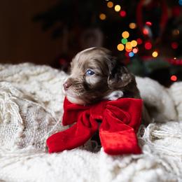Aussiedoodle and Australian Mountain Doodle Puppies from Farmstead Doodles