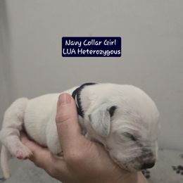 Navy Collar Girl - White and black female Dalmatian puppy in Centereach, New York from LINY Dalmatians
