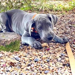 Great Dane Puppies from Sand Mountain Danes LLC